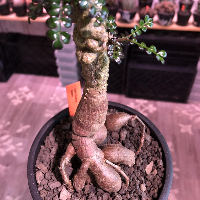 P1 E6eeae93 Imageflux Jp C W 800 H 800 A 2 Lit