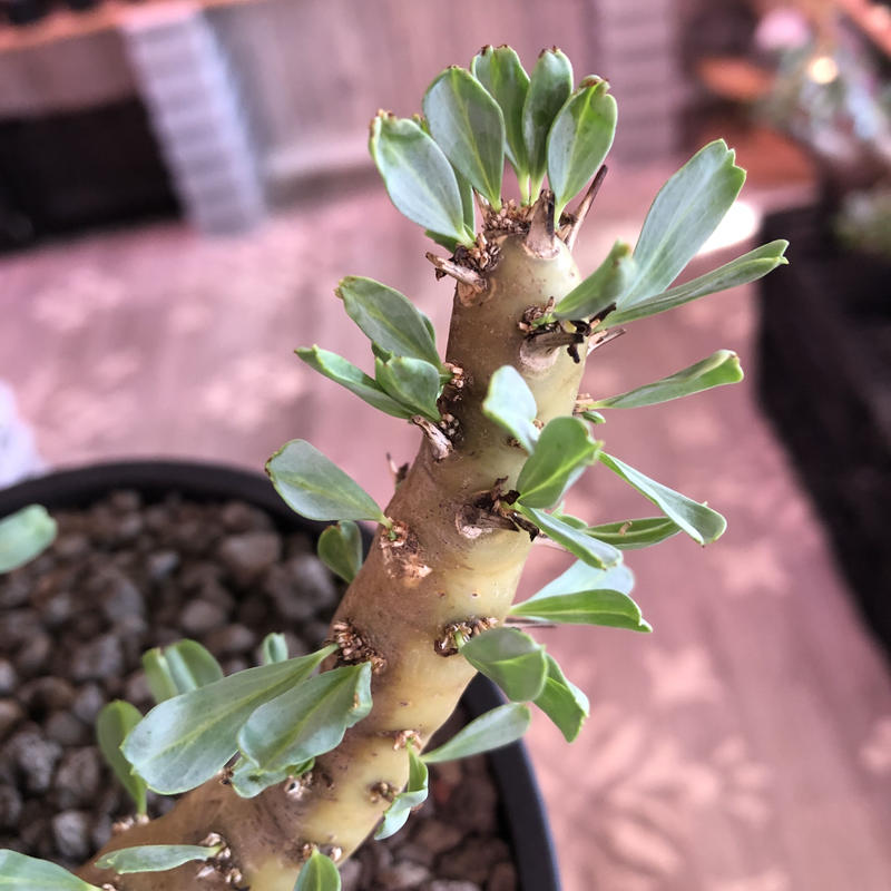 奉呈 サルコカウロンクラシカウレ 発根済 setonda.com