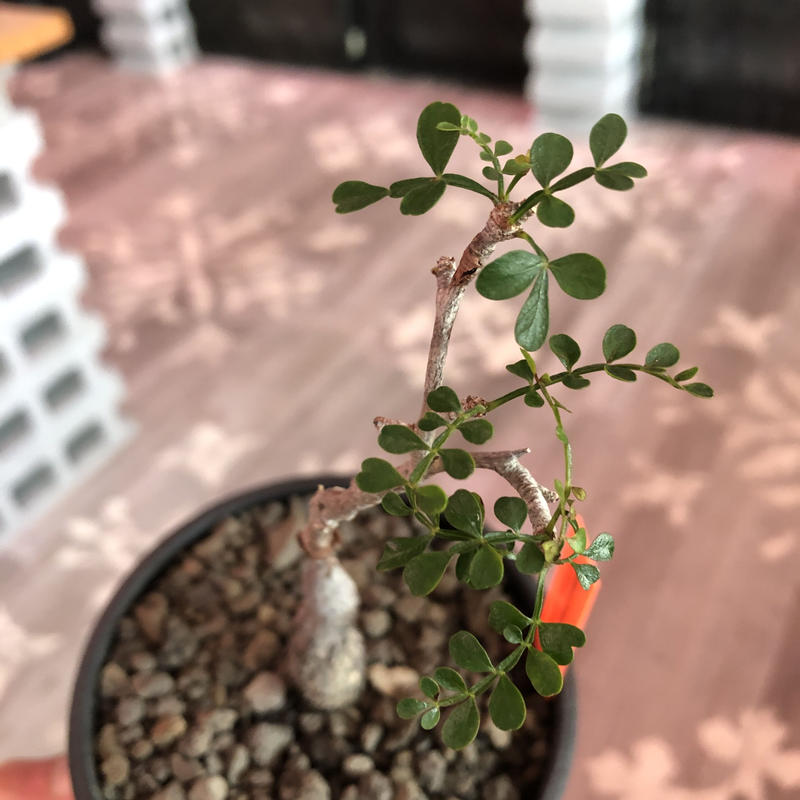 Opercullicarya Packypus Littmon Seed 5年株