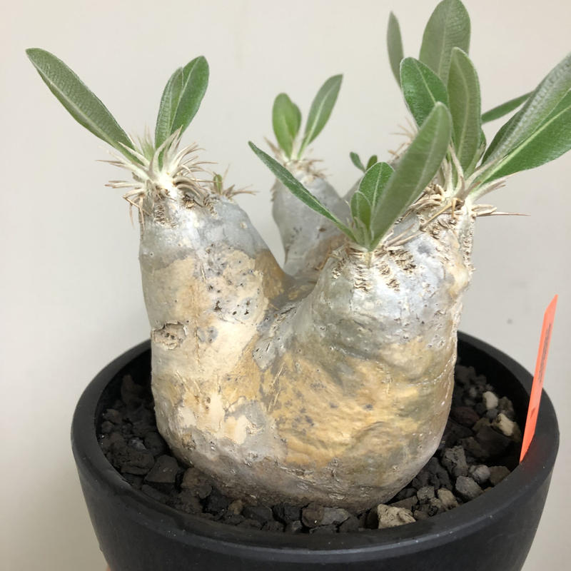 り*う様 パキポディウム・エブレネウム 発根済み鉢付き 現地株