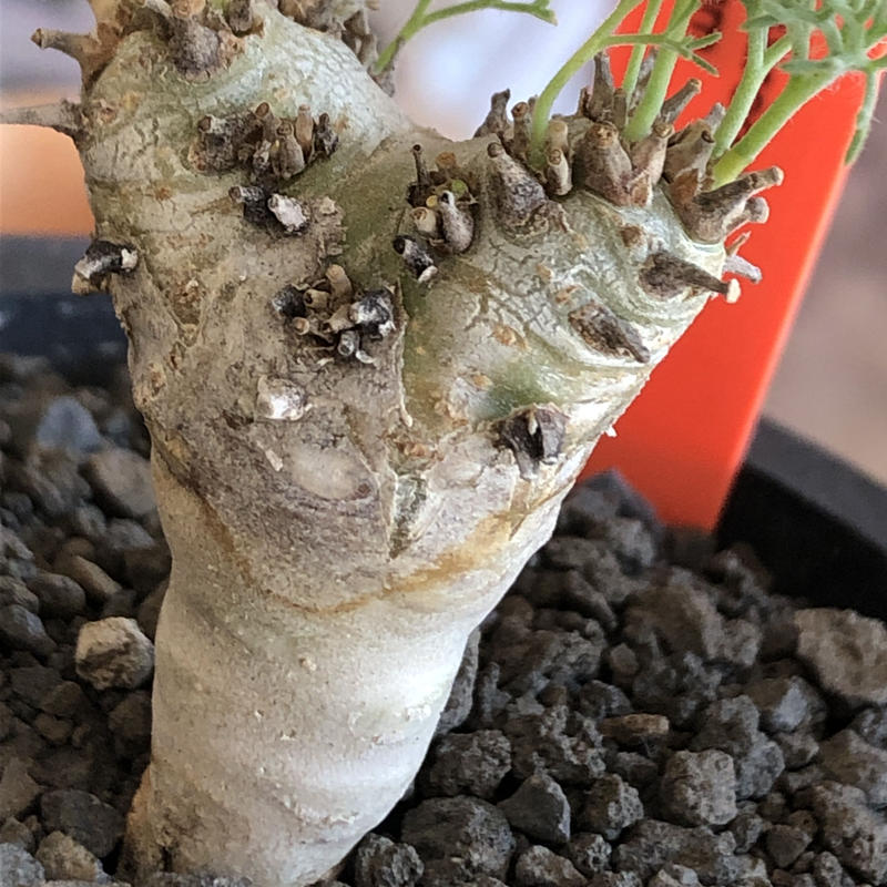 期間限定】サルコカウロン ペニクリナム モンソニアペニクリナム【種子