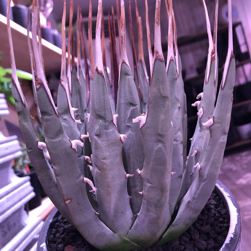 agave utaensis var, eborispina《L L size》※驚愕 agave utaensis var, eborispina《L L size》※驚愕