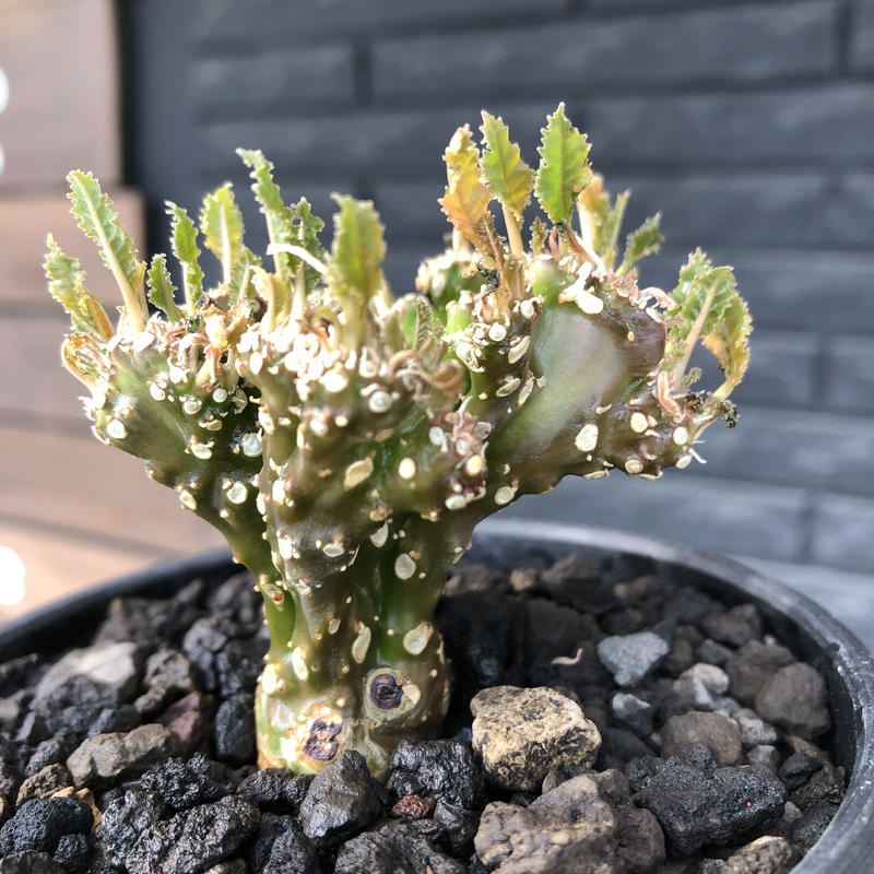 ドルステニア フォエチダ綴化　鉢ごと発送 ドルステニア フォエチダ 綴化 Dorstenia foetida 'Cristata