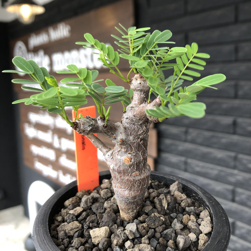 Senna Meridionalis M Size 現地球発根後店主国内管理3年株 大変