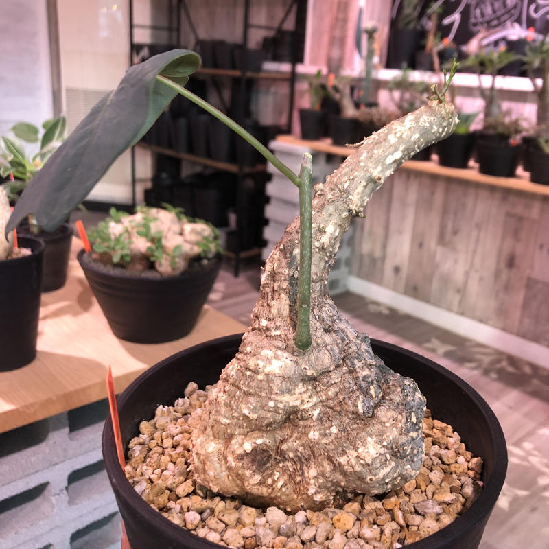 アデニア ステイローサ 現地株 発根済 アデニア ステイローサ 現地球発根済