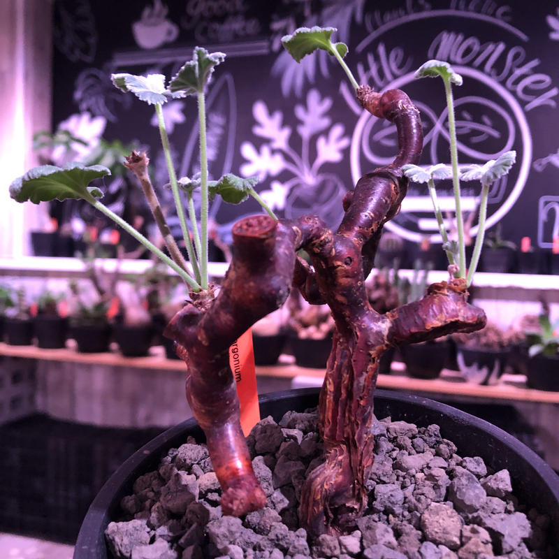 Pelargonium mirabile / ペラルゴニウム ミラビレ 現地株 発根済