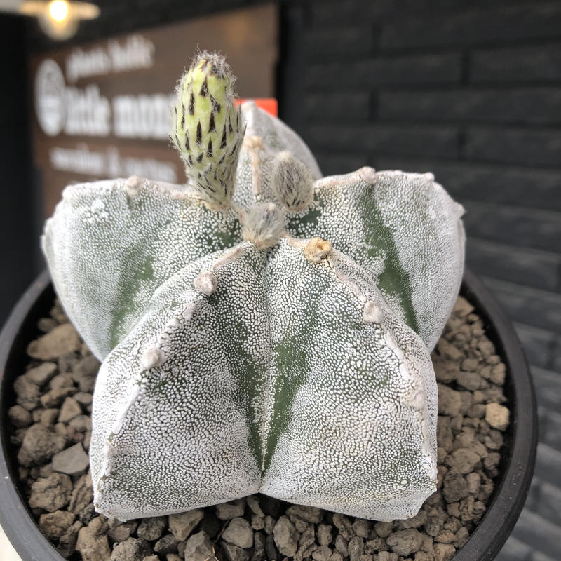 Astrophytum 恩塚ランポー玉 L Size 店主国内管理6年株 ビッグサイズ且つ大