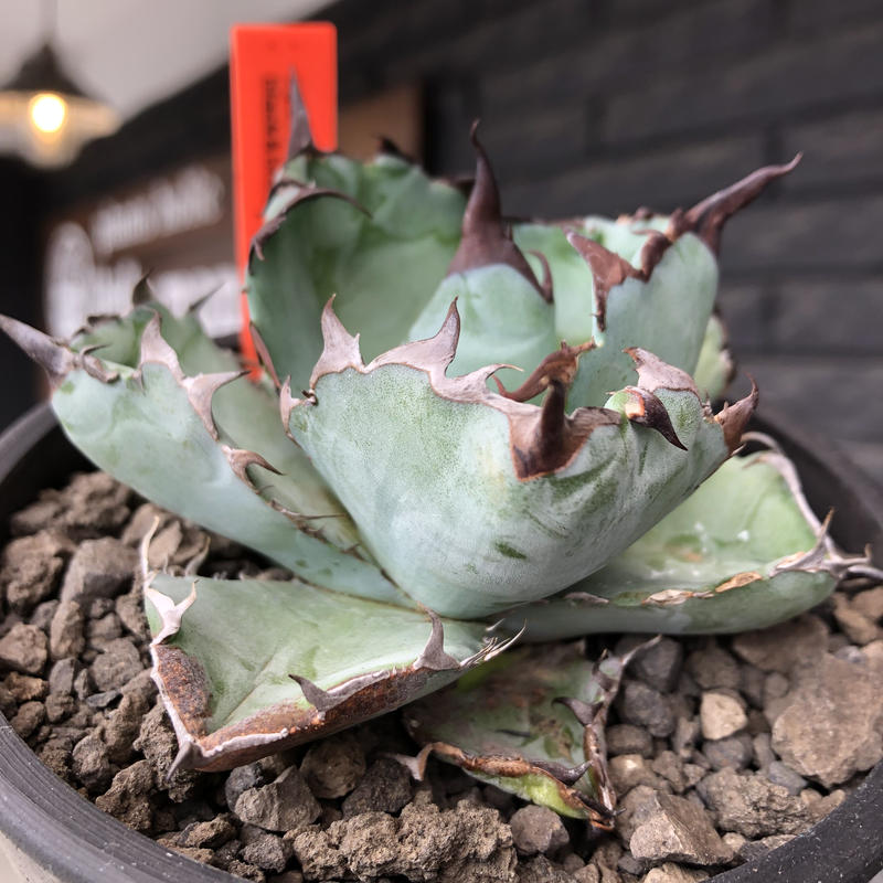 13160円 在庫セール アガベ BB Black & Blue 丸・短葉 ボール型 良型