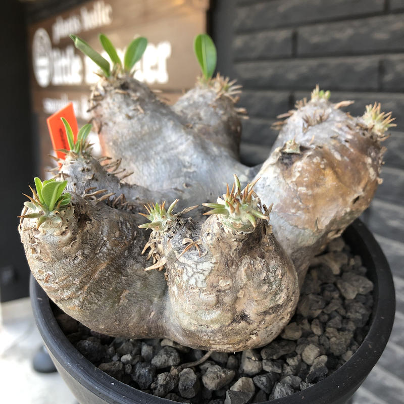 売れ筋ランキングも 長期管理株 エブレネウム 現地球 植物/観葉植物 インテリア・住まい・小物¥17,900-www.bodegonlasvistas.es 売れ筋ランキングも 長期管理株 エブレネウム 現地球 植物/観葉植物 インテリア・住まい・小物¥17,900-www.bodegonlasvistas.es