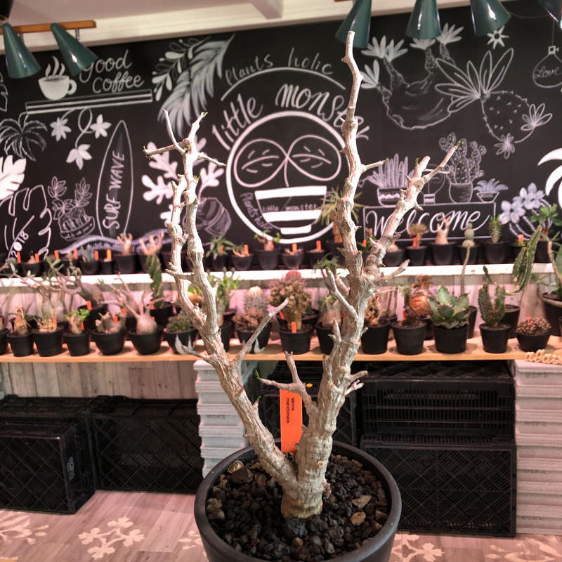 Senna Meridionalis M Size 現地球発根済株 店主国内管理2年株