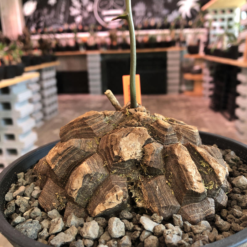 Dioscorea Macrostachya メキシコ亀甲竜 L Size 現地球らしい切