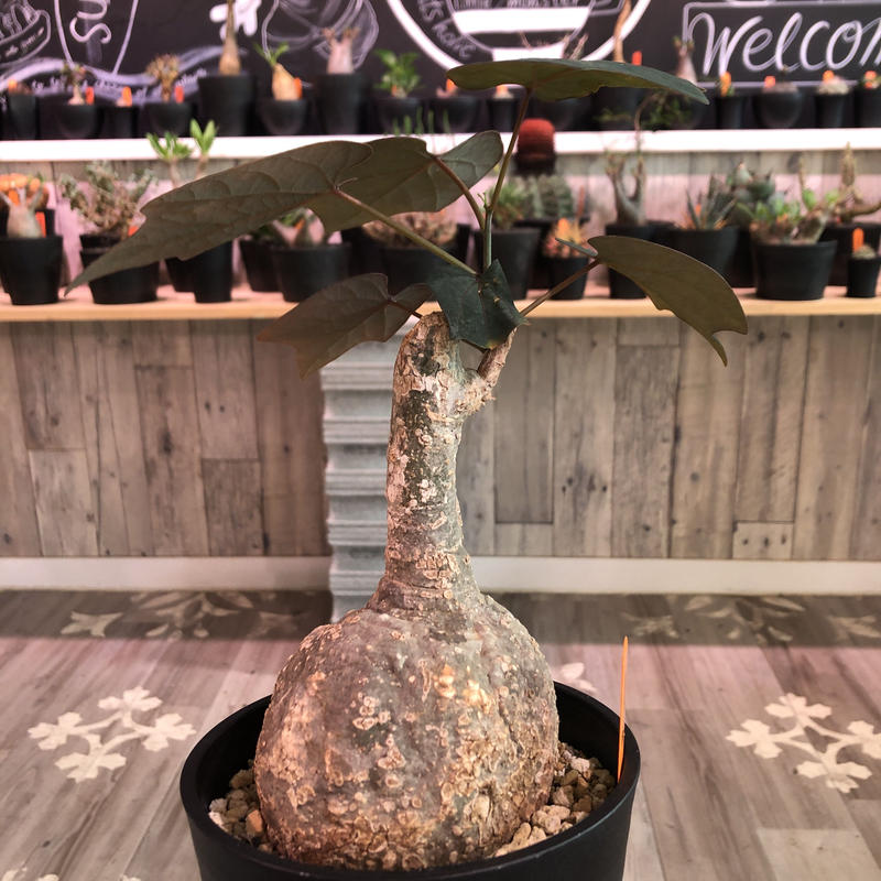 Adenia Stylosa 02 アデニア コーデックス スティローサ 国内実生 塊根植物 多肉植物 観葉植物 在庫処分大特価 アデニア