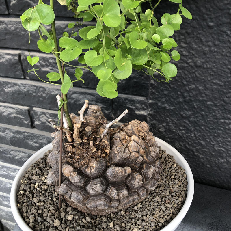 実生株大株サイズ9.5cm ディオスコレア エレファンティペス 亀甲竜