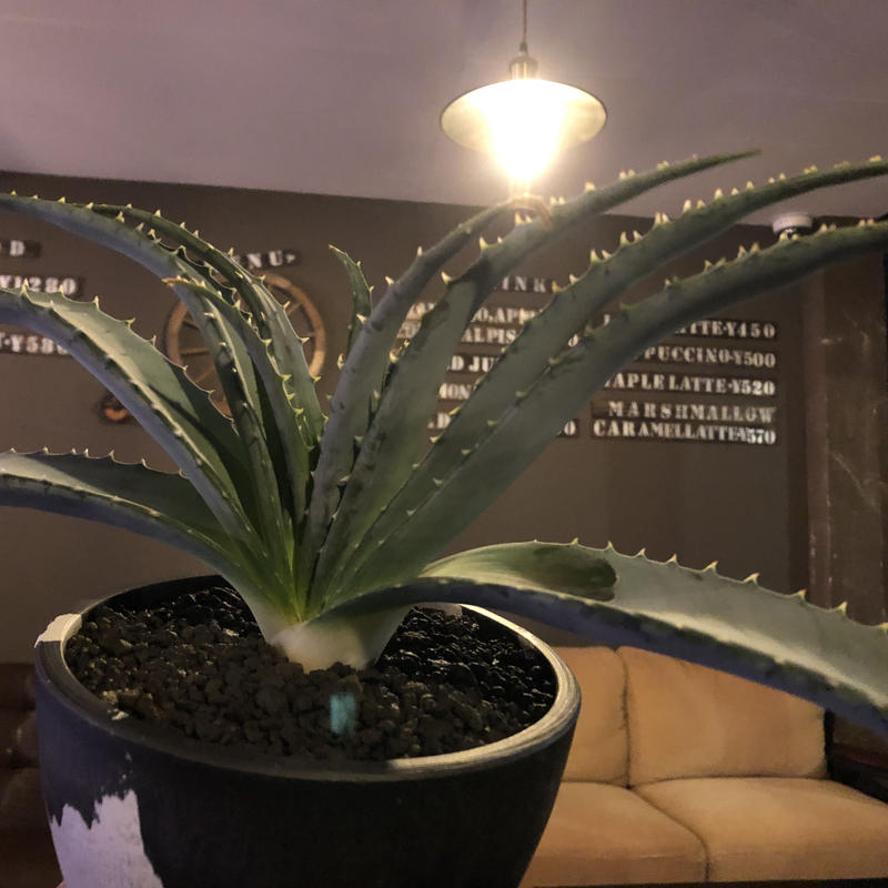 Aloe Argyrostachys L Size 現地球発根済み マダガスカルの希少