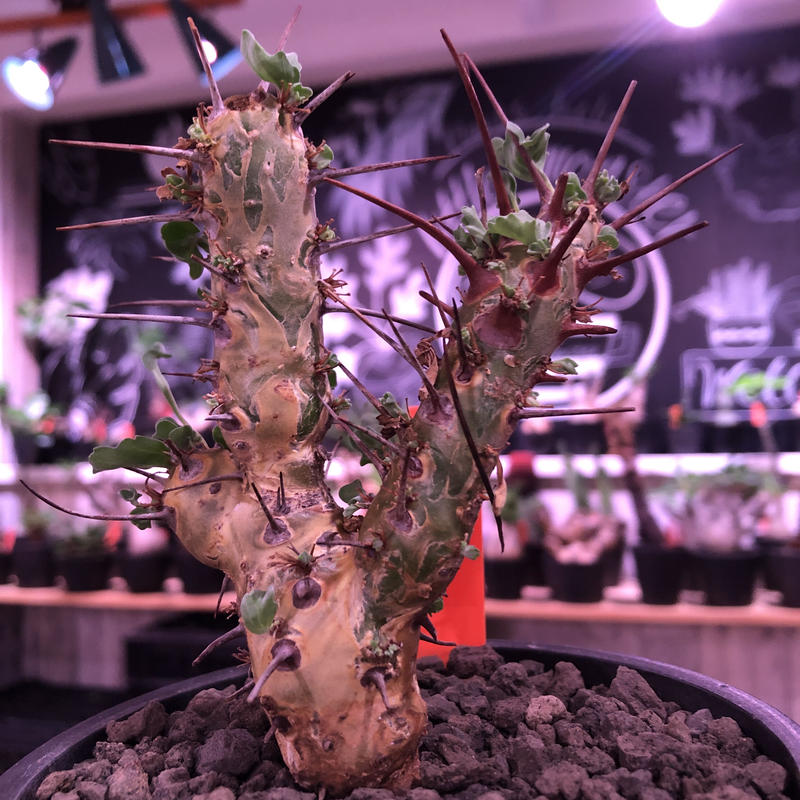 野花 卯月 サルコカウロンクラシカウレ 発根済 - 植物/観葉植物