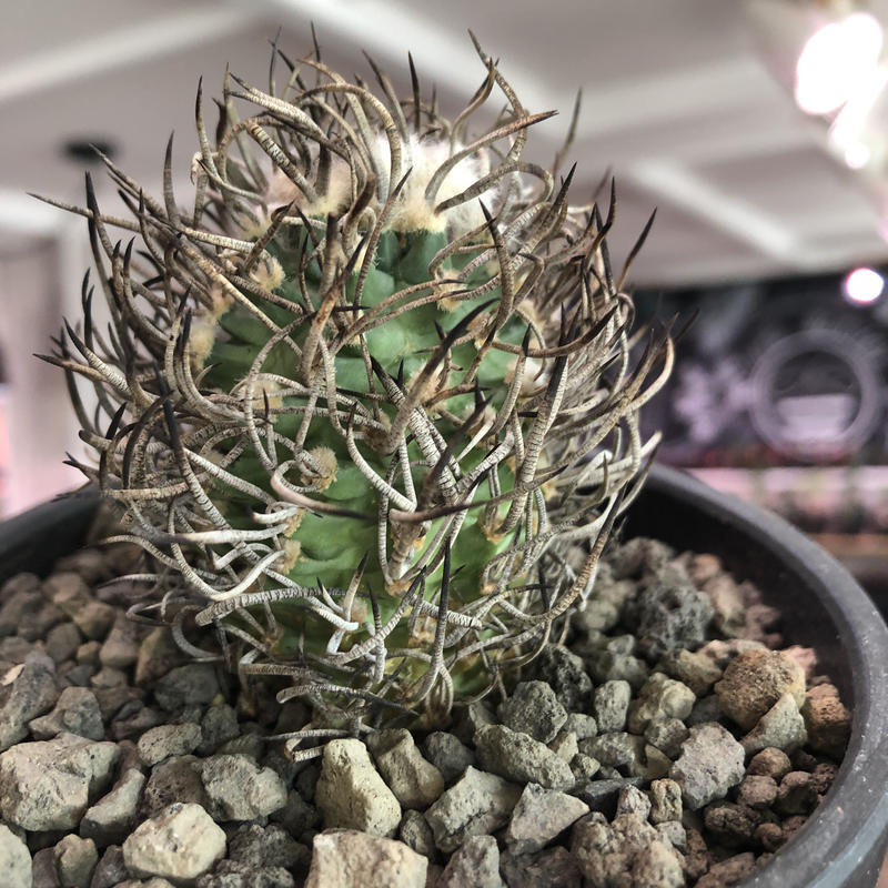 ハオルチア　連絡用 Haworthia salina, IB08618, Red House むっちゃ生長遅い #IB08618