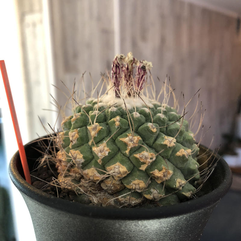 Strombocactus 菊水 L Size Bigで木質化した一部を持つ球体バランス良き
