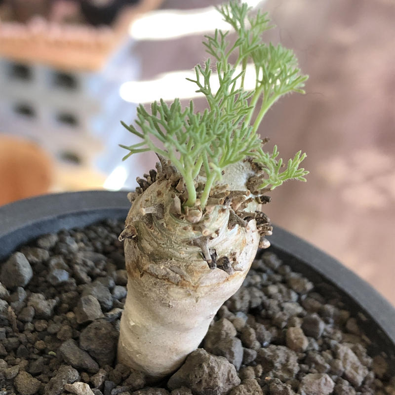 期間限定】サルコカウロン ペニクリナム モンソニアペニクリナム【種子