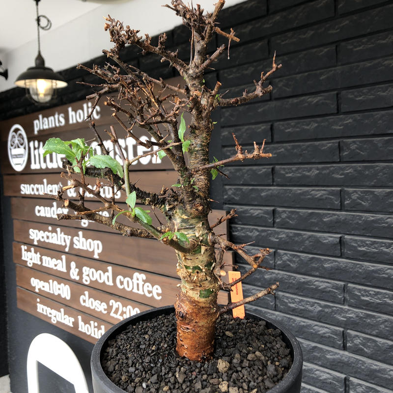 commiphora eminii《L size》※現地球発根後店主国内管理3年株※渋く大変... commiphora eminii《L size》※現地球発根後店主国内管理3年株※渋く大変...