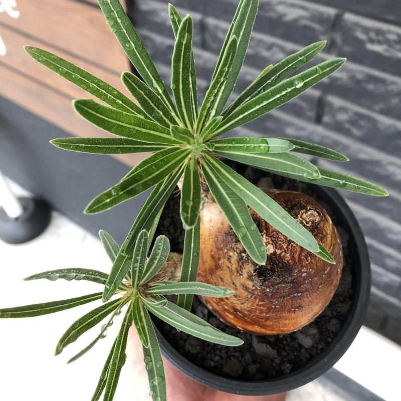 Pachypodium Gracilius 大きめm Size 現地球株発根済 成長点潰れ