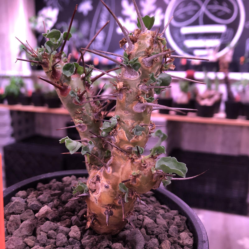 奉呈 サルコカウロンクラシカウレ 発根済 setonda.com