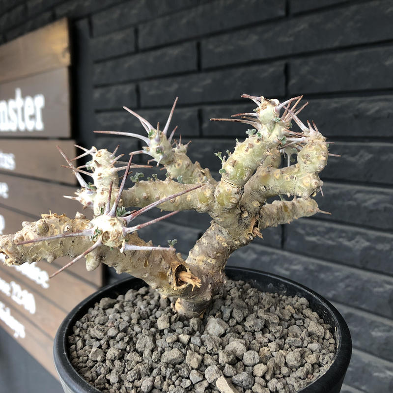 日本未発売 サルコカウロンクラシカウレ 発根済 asakusa.sub.jp