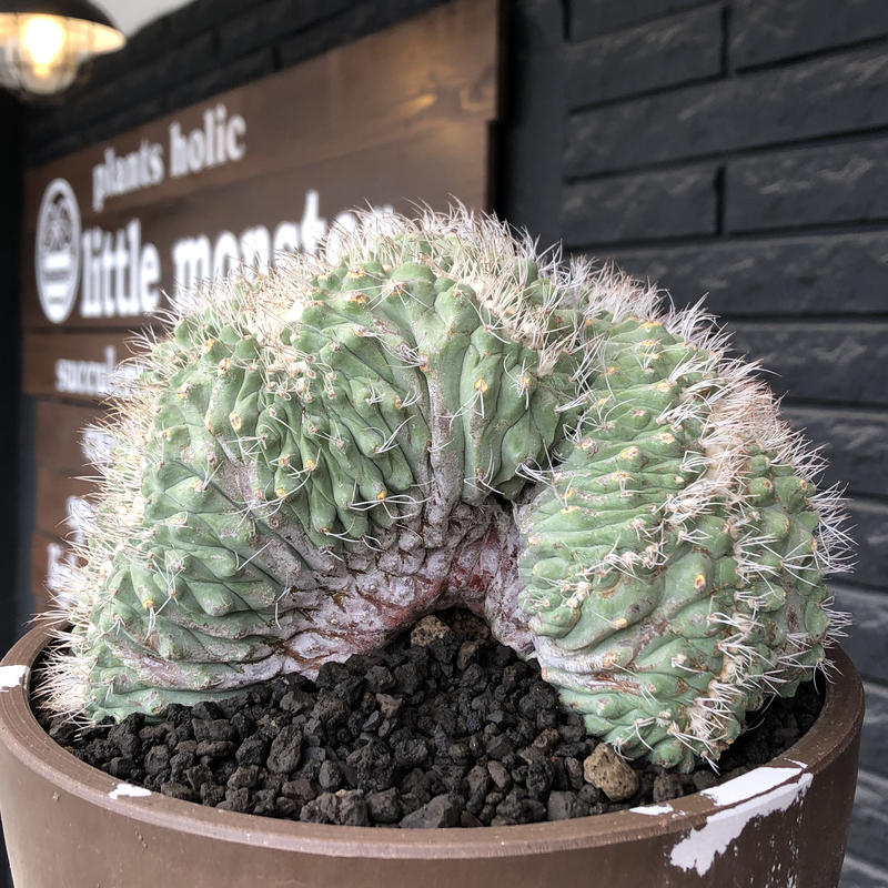 サボテン　菊水　綴化　接木　3号鉢つき　3株セット❗　④ サボテン 菊水 綴化 接木 3号鉢つき サボテン 菊水 綴化 接木 3号