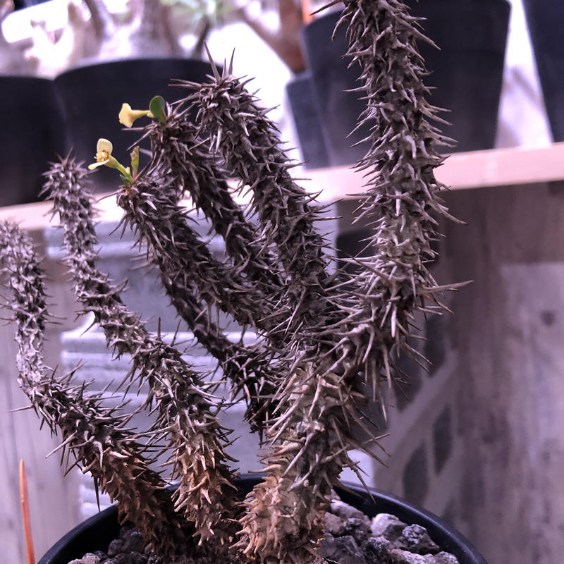 Euphorbia Milii 花キリン Plants Holic