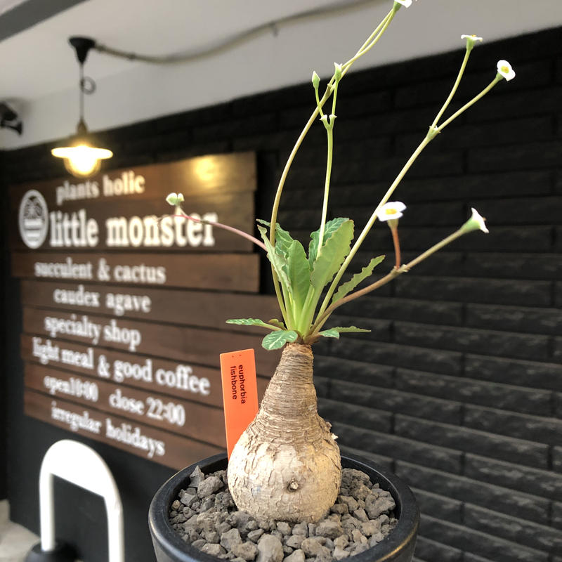 ユーフォルビア スパンリンギー (フィッシュボーン) 発根済