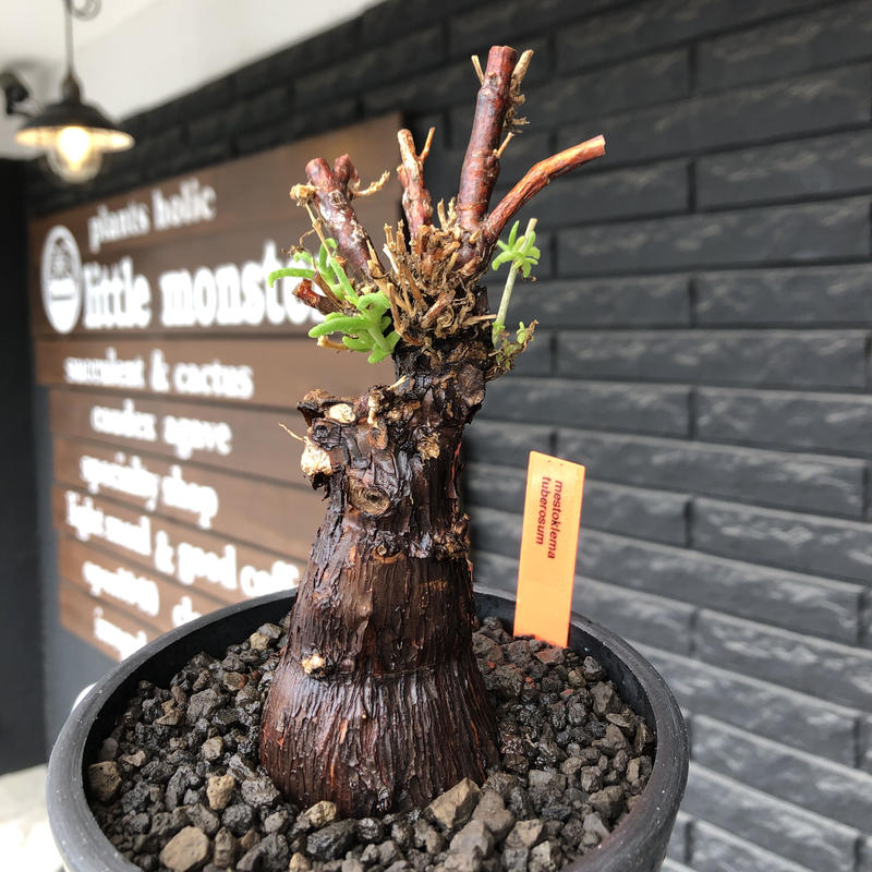 現地株 メストクレマ ・ ツベローサム 現地株 メストクレマ ・ ツベローサム 園芸ネット本店｜[ザ・ファーム