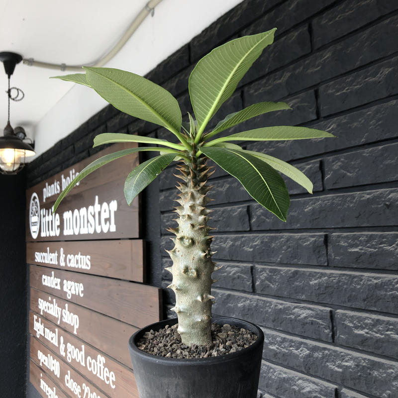 激レア 現地球ウィンゾリー