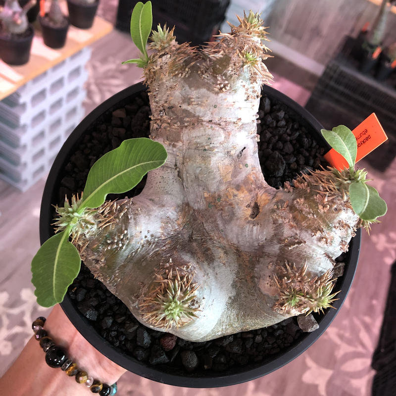 手数料安い 現地球 発根済パキポディウム エブレネウム 良株 植物 観葉植物 Sutevalle Org 手数料安い 現地球 発根済パキポディウム エブレネウム 良株 植物 観葉植物 Sutevalle Org