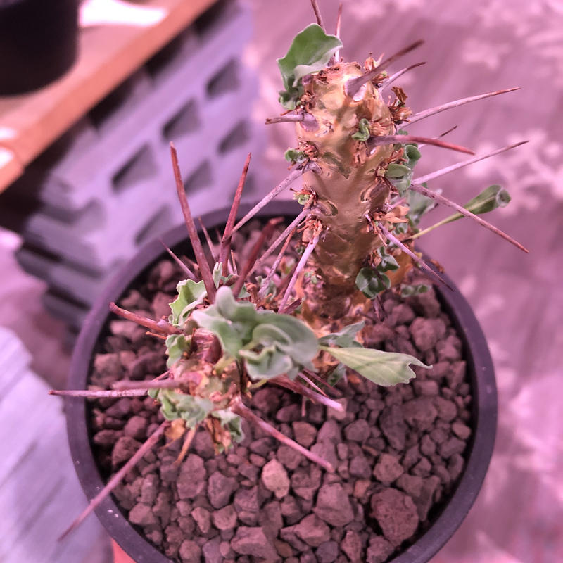 野花 卯月 サルコカウロンクラシカウレ 発根済 - 植物/観葉植物