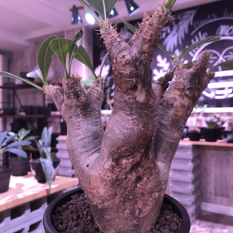 パキポディウムウィンゾリー 現地球 【公式通販】