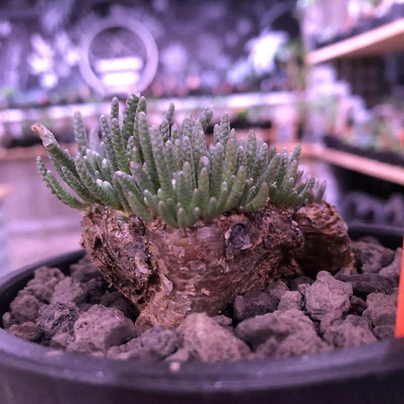 avonia alstoni 《L L size》※特化した塊根樹形を持つアルストニー... avonia alstoni 《L L size》※特化した塊根樹形を持つアルストニー...