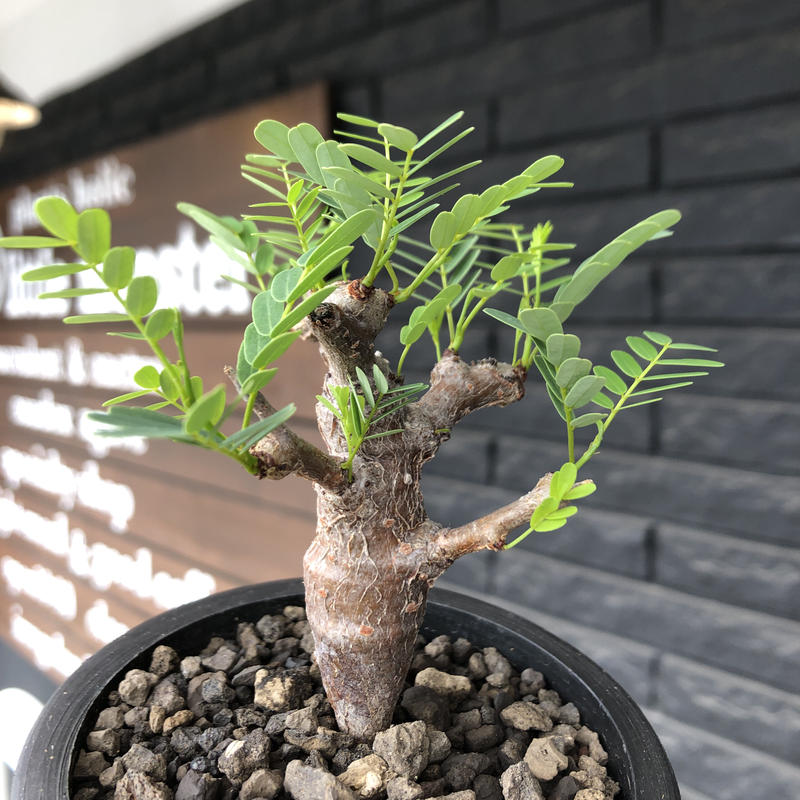 Senna Meridionalis M Size 現地球発根後店主国内管理3年株 大変
