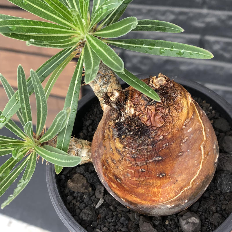 Pachypodium Gracilius 大きめm Size 現地球株発根済 成長点潰れ
