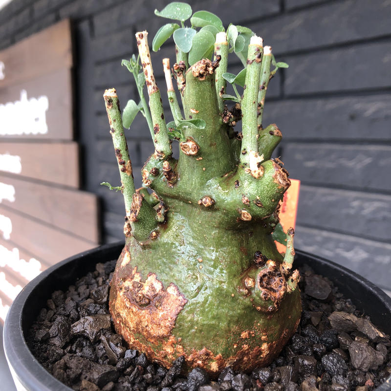に初値下げ! アデニアメタモルファ現地株 塊根植物 | www