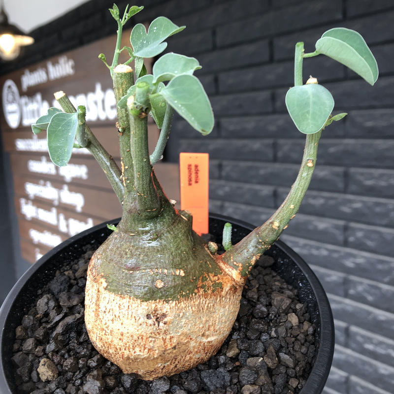 アデニアメタモルファ現地株 塊根植物