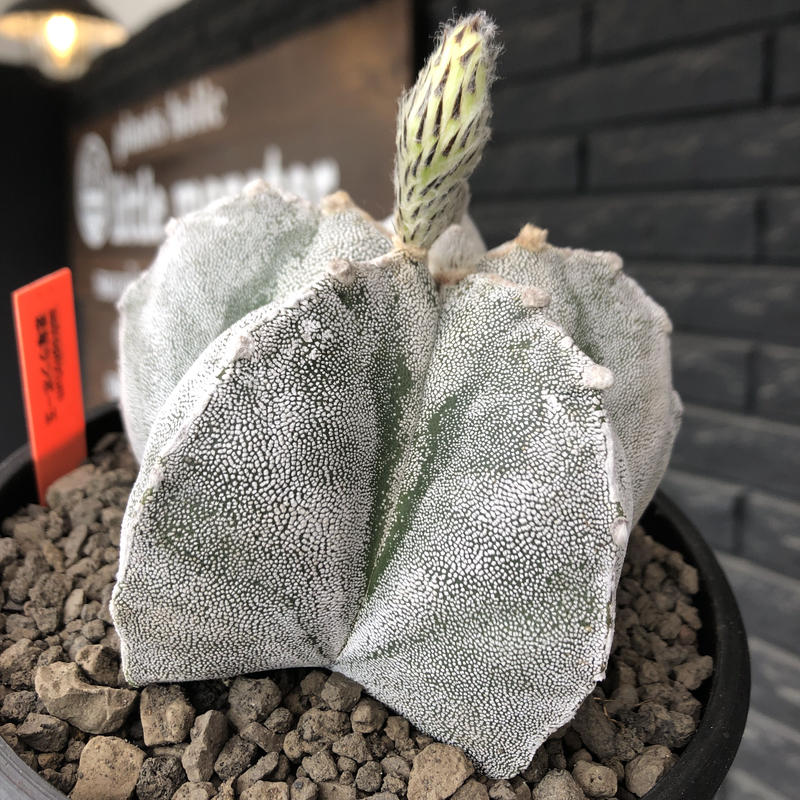 Astrophytum 恩塚ランポー玉 L Size 店主国内管理6年株 ビッグサイズ且つ大