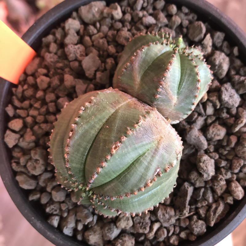 ユーフォルビア オベサ D 5 大好評 D