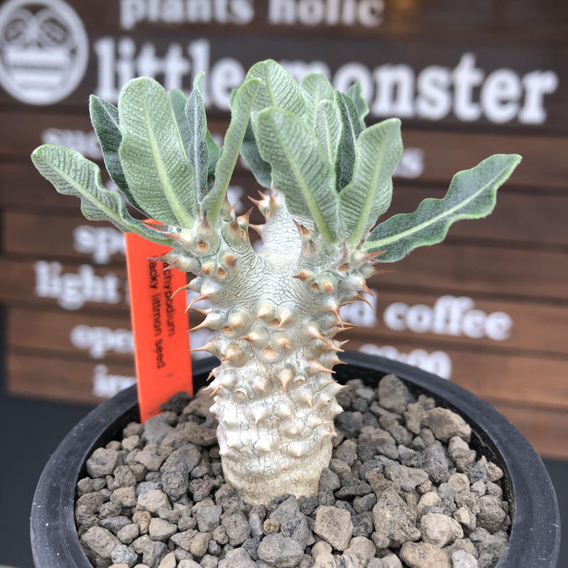 新作揃え パキポディウム タッキー 希少種 コレクション株 植物 観葉植物 Www Cljnews Com