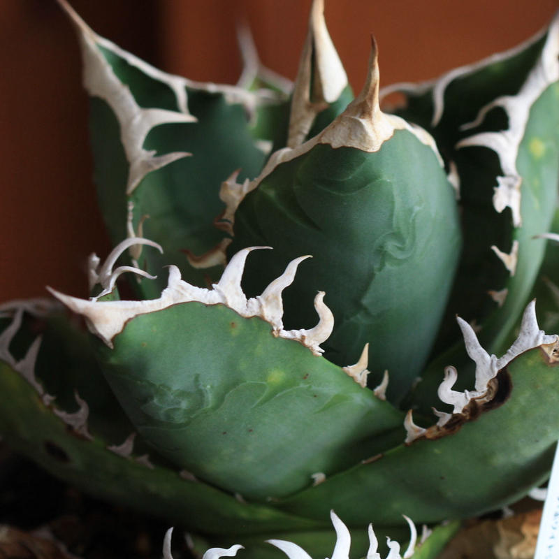 シャークスキン 白覆輪 白鮫 チタノータ チタノタ アガベ agave | www