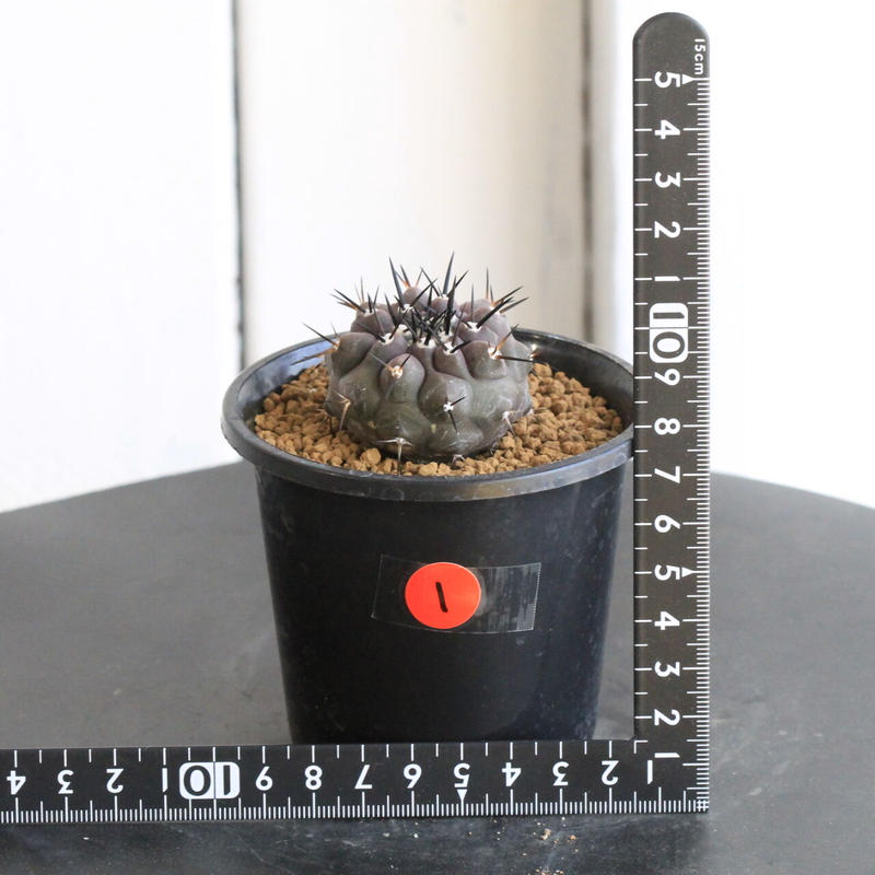 女性に人気 第二弾 大好評 黒王丸 厳選現地球 国内実生株 植物 観葉植物 Jasforlife Org