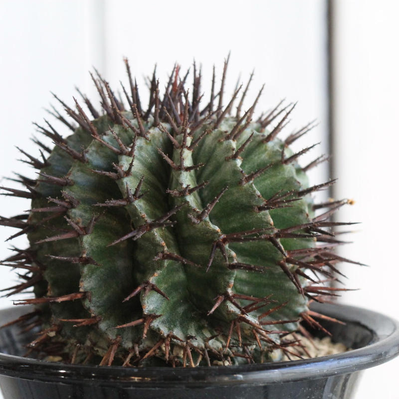 ユーフォルビア ホリダ ストリアータ 実生 選 Hanayoshi Botanical