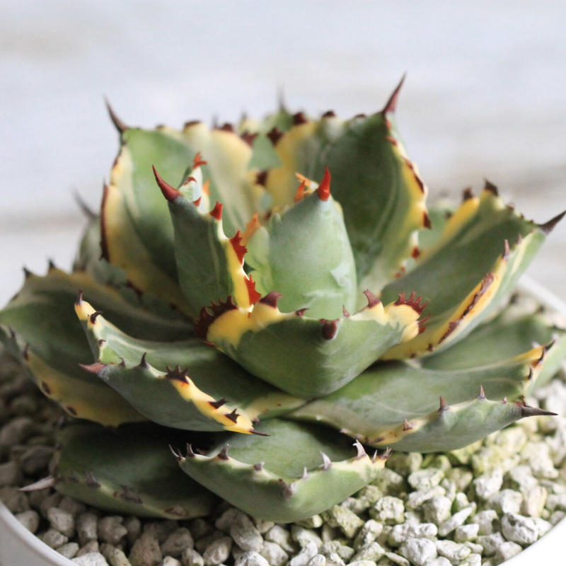 王妃カブトガニ錦 仔吹き親株 王妃カブトガニ錦 仔吹き親株 王妃カブトガニ錦 仔吹き親株 【公式通販】