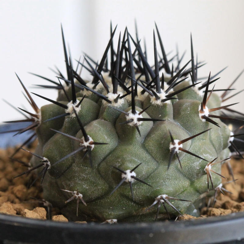 女性に人気 第二弾 大好評 黒王丸 厳選現地球 国内実生株 植物 観葉植物 Jasforlife Org