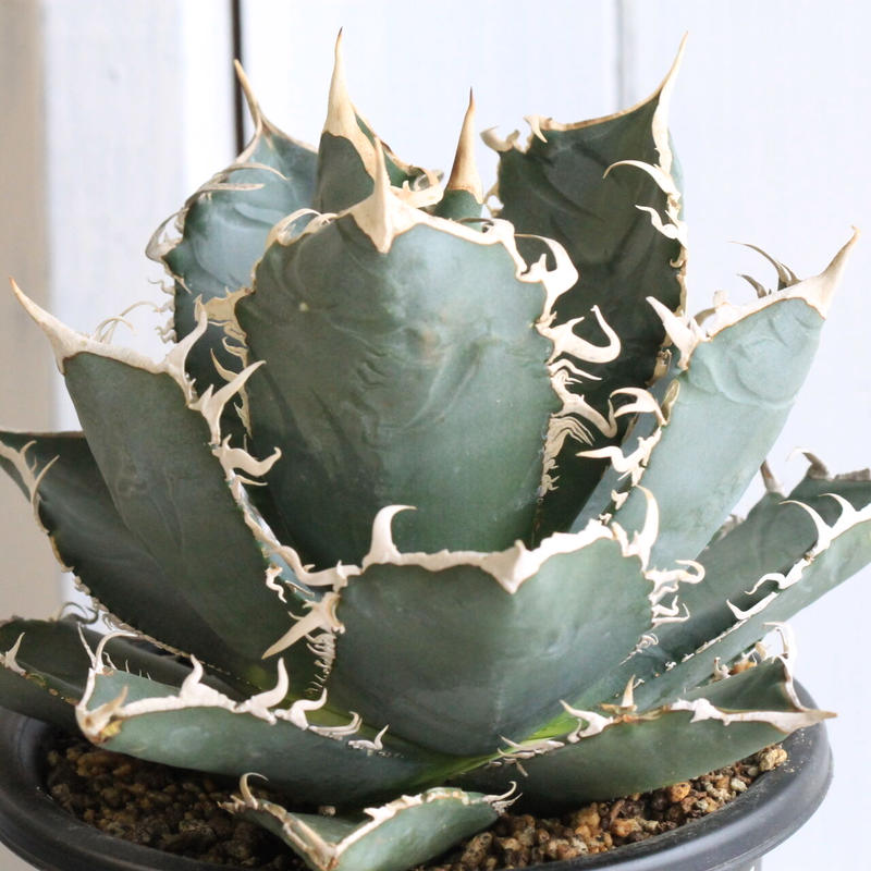 春夏新作 アガベ agave チタノタ 鉢込み高さ18cm横14cm ホワイト