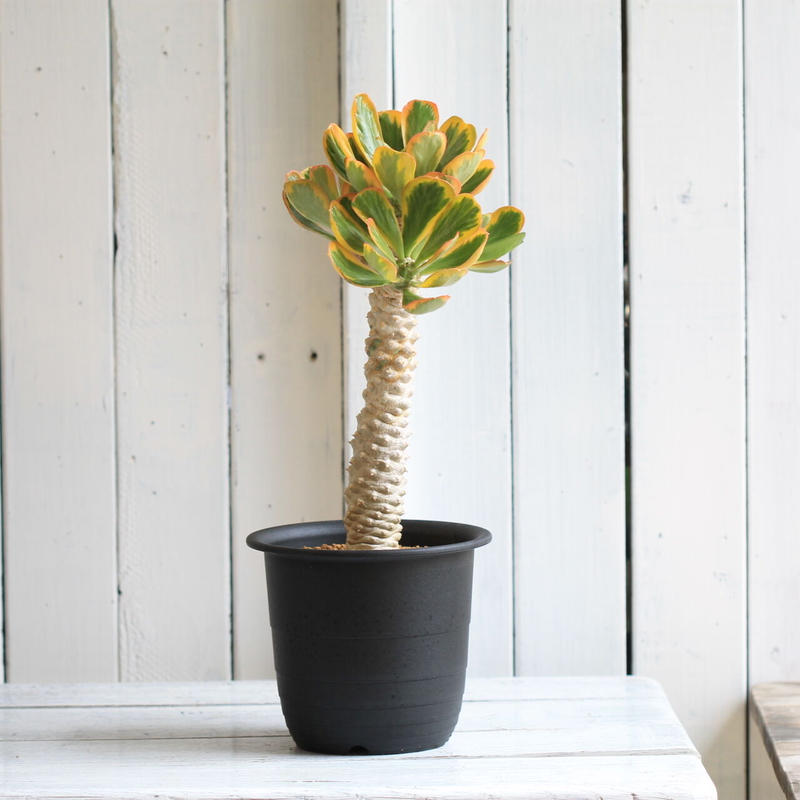 多肉植物 ユーフォルビア ポイゾニー 猛毒3兄弟の1つ 大株で株立ち