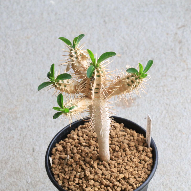 ユーフォルビア ギラウミニアナ 実生 選抜苗 6頭